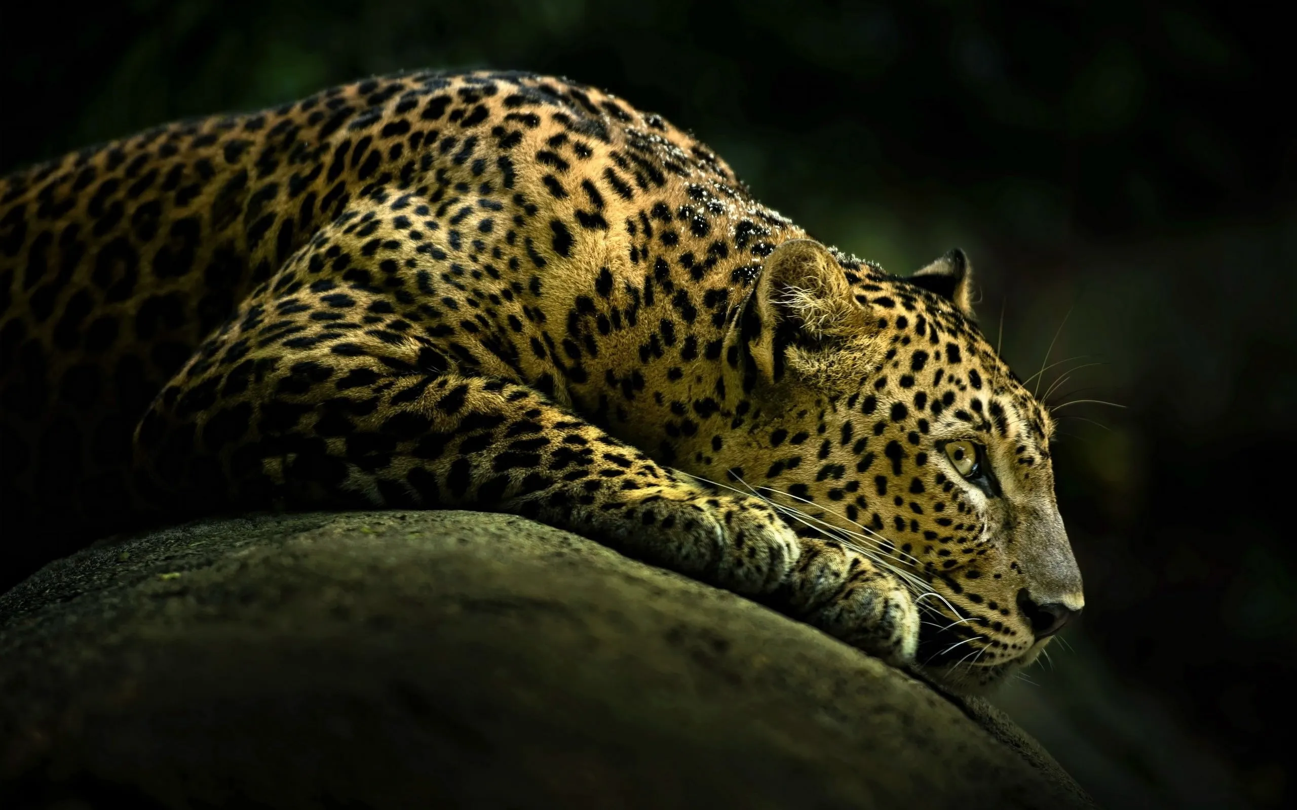 Stunning Desktop Wallpaper of Leopard Lying on Rock