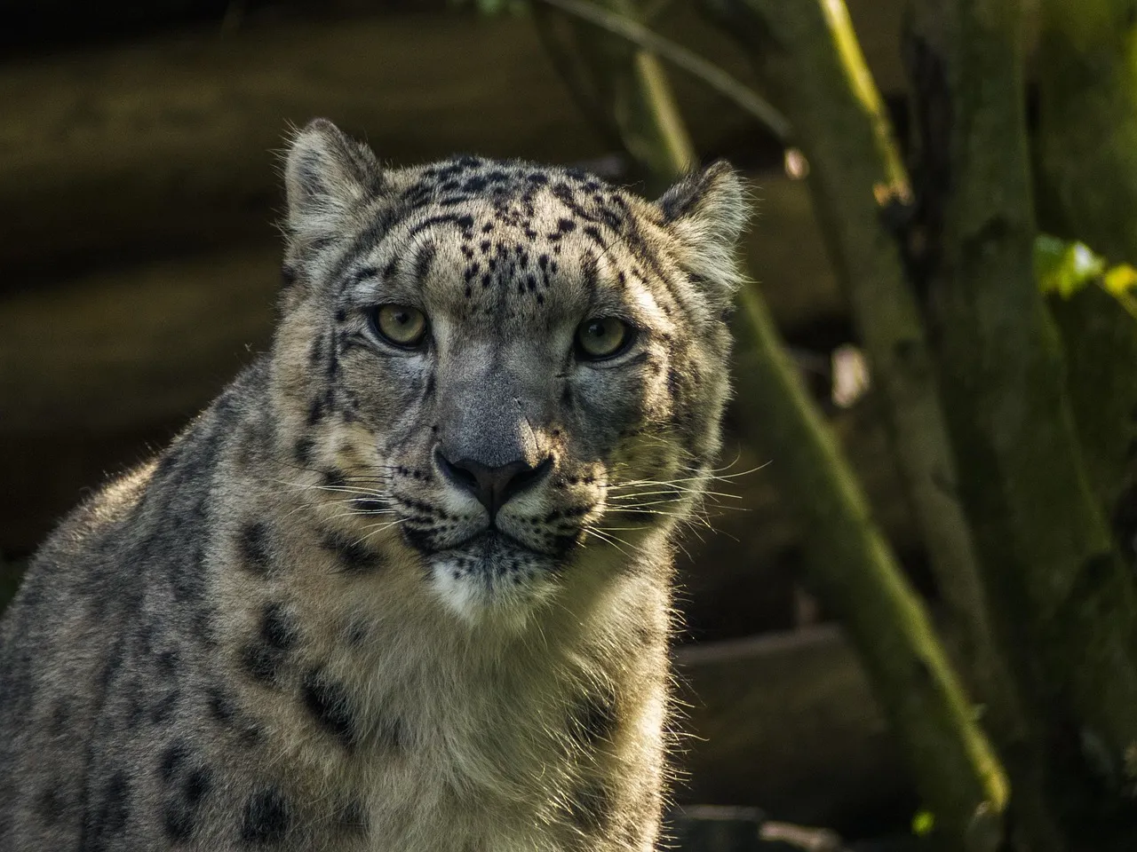 Stunning Desktop HD Wallpaper of Snow Leopard Detail Look