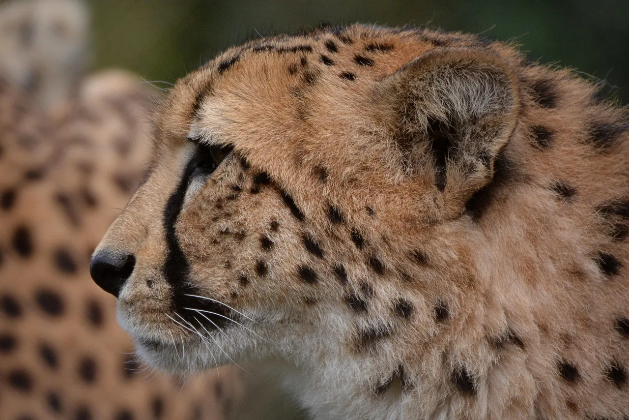 Stunning Face Close View of Cheetah Looking Deeply Wallpaper
