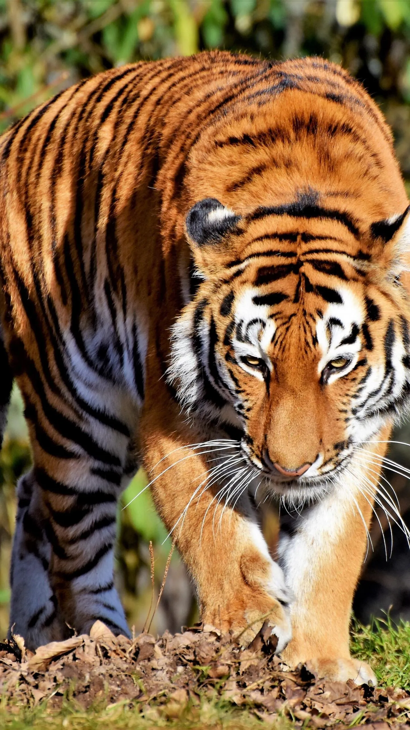 Stunning Image Of A Tiger Walking In The Jungle Hd Image