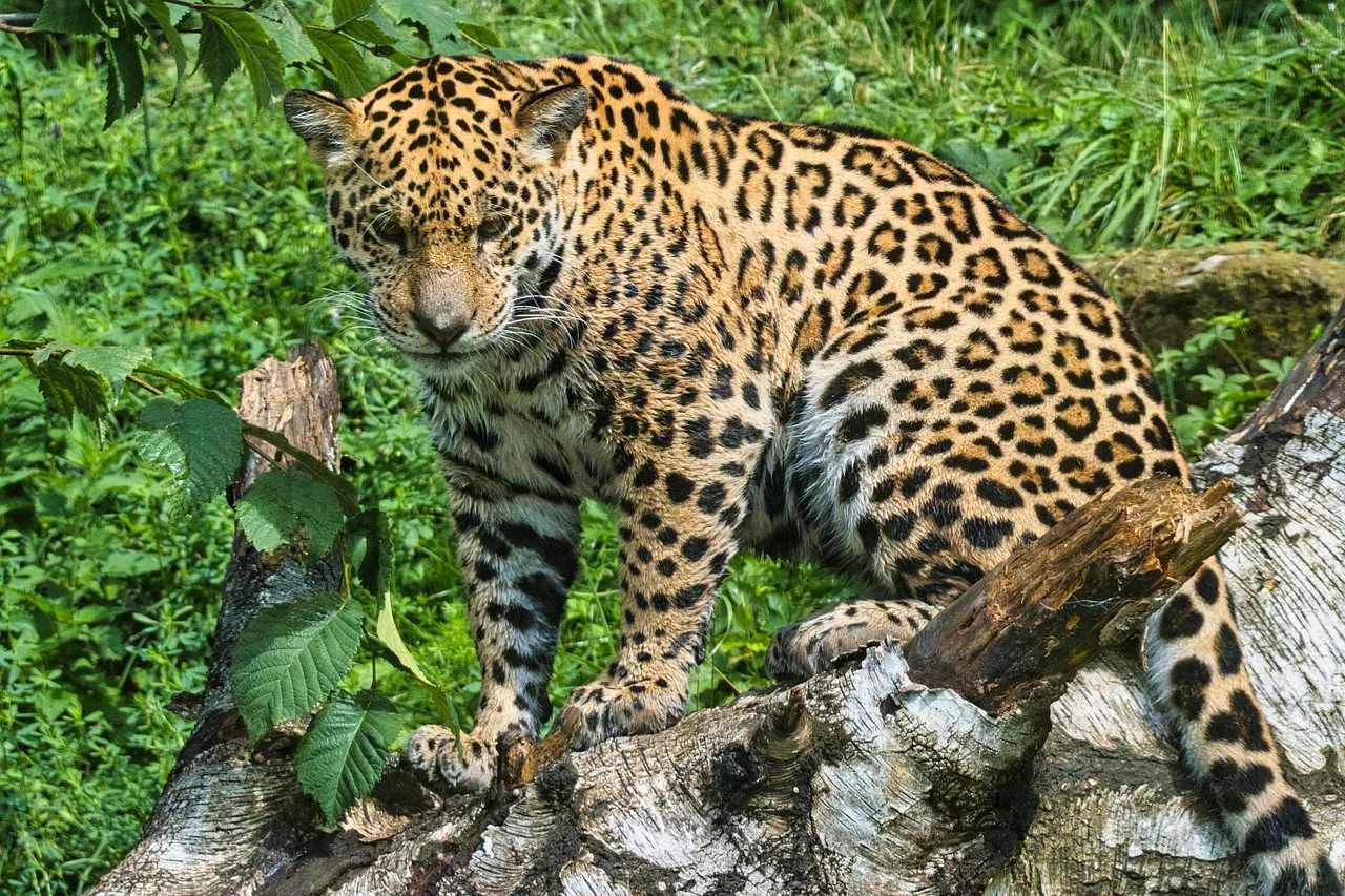 Stunning Landscape Wallpaper of Leopard Sitting in Tree