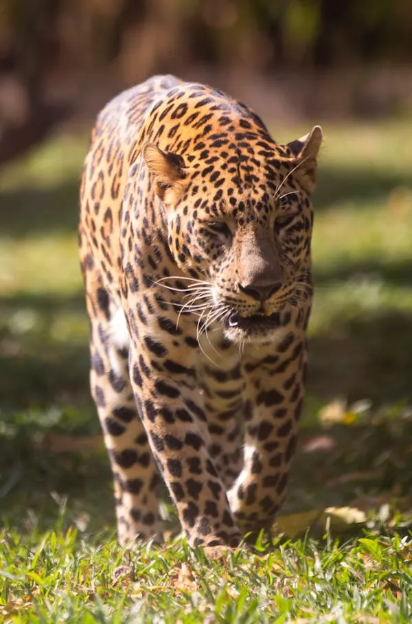 Stunning Leopard Walking on Green Grass in the Jungle