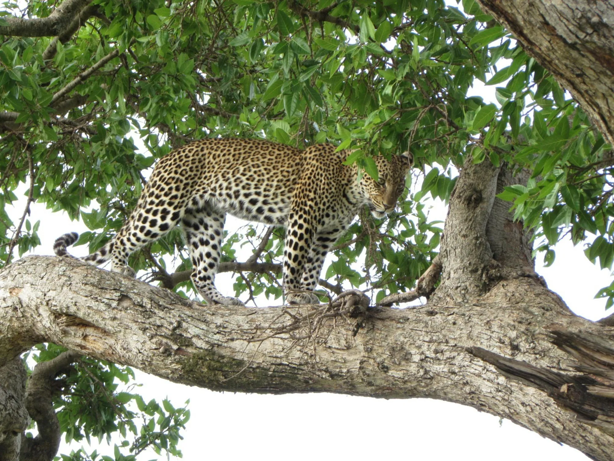 Stunning Leopard Walking on the Tree Branch Free Wallpaper