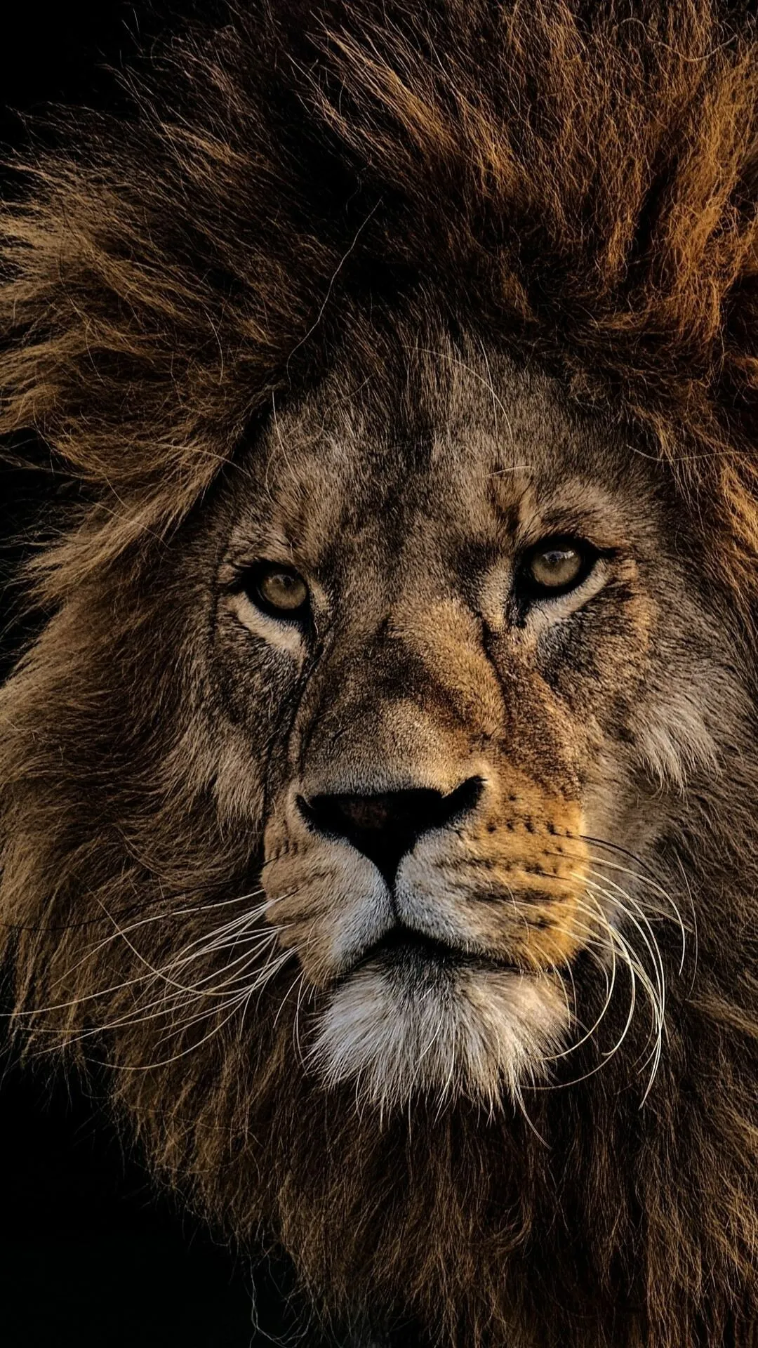 Stunning Wallpaper of Lion Extreme Close View Free Picture