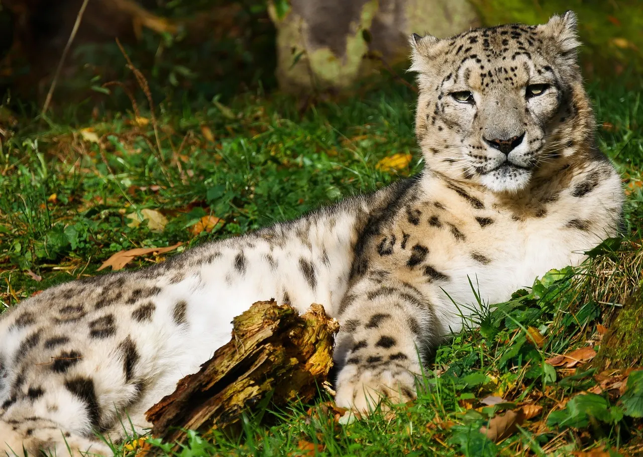 Stunning Snow Leopard Resting in the Grass Close Up View