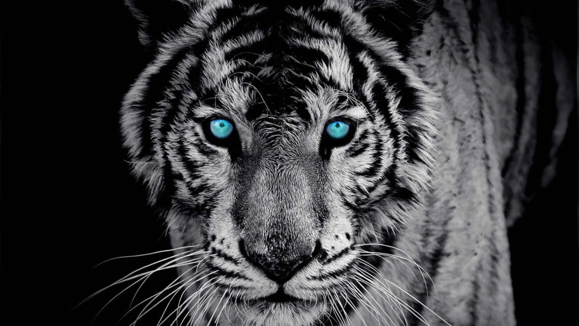 Stunning Wallpaper Of A Tiger With Blue Eyes A Nature Image