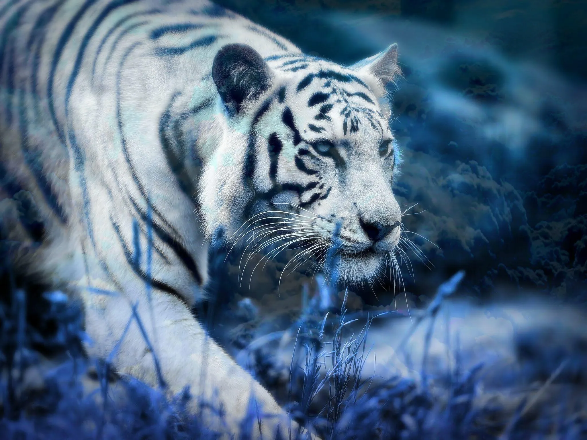 Stunning Wallpaper Of White Tiger Walking Slowly In Forest