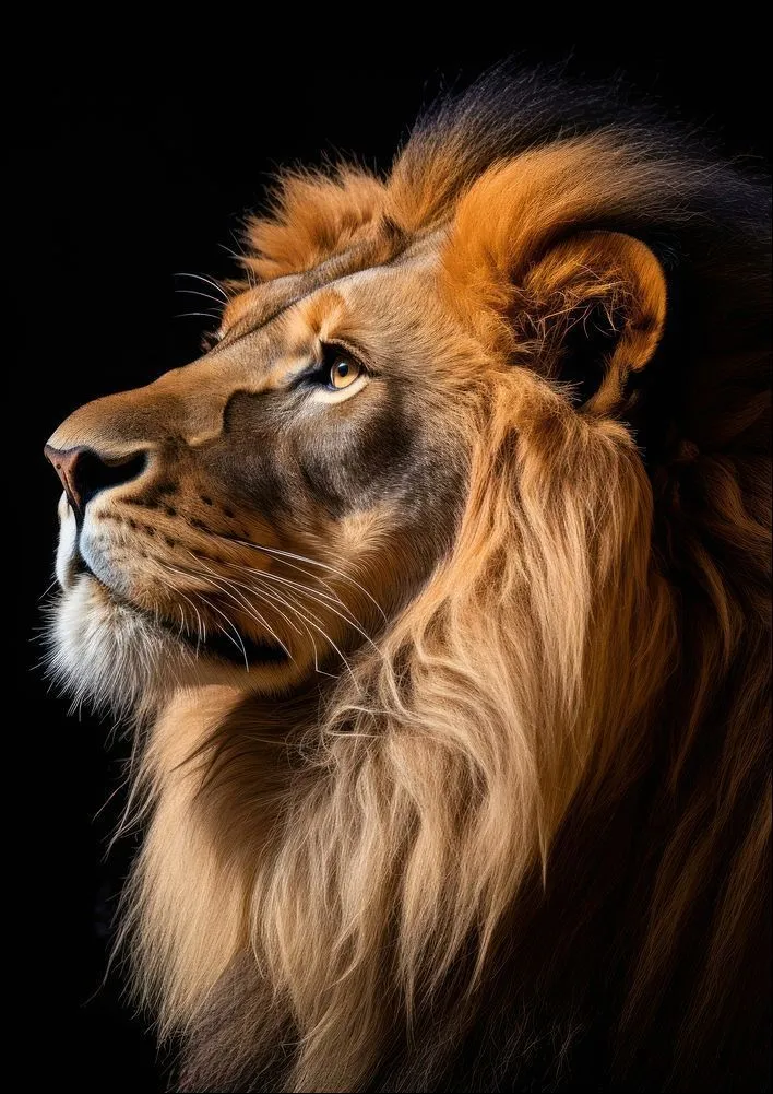 Stunning Wildlife Photography of Lion with Black Background