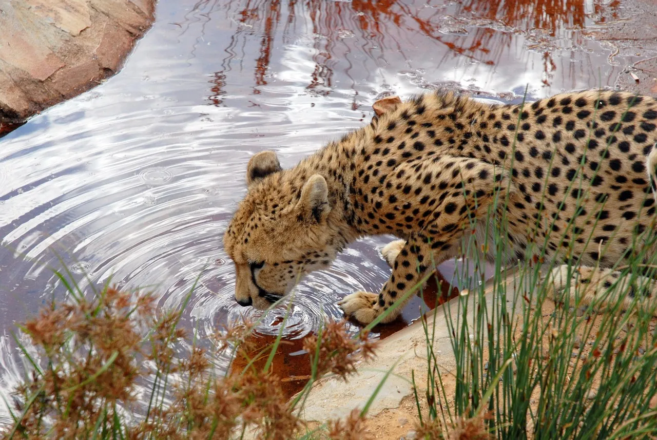 Stunning Wallpaper of Cheetah Drinking Water in the Forest