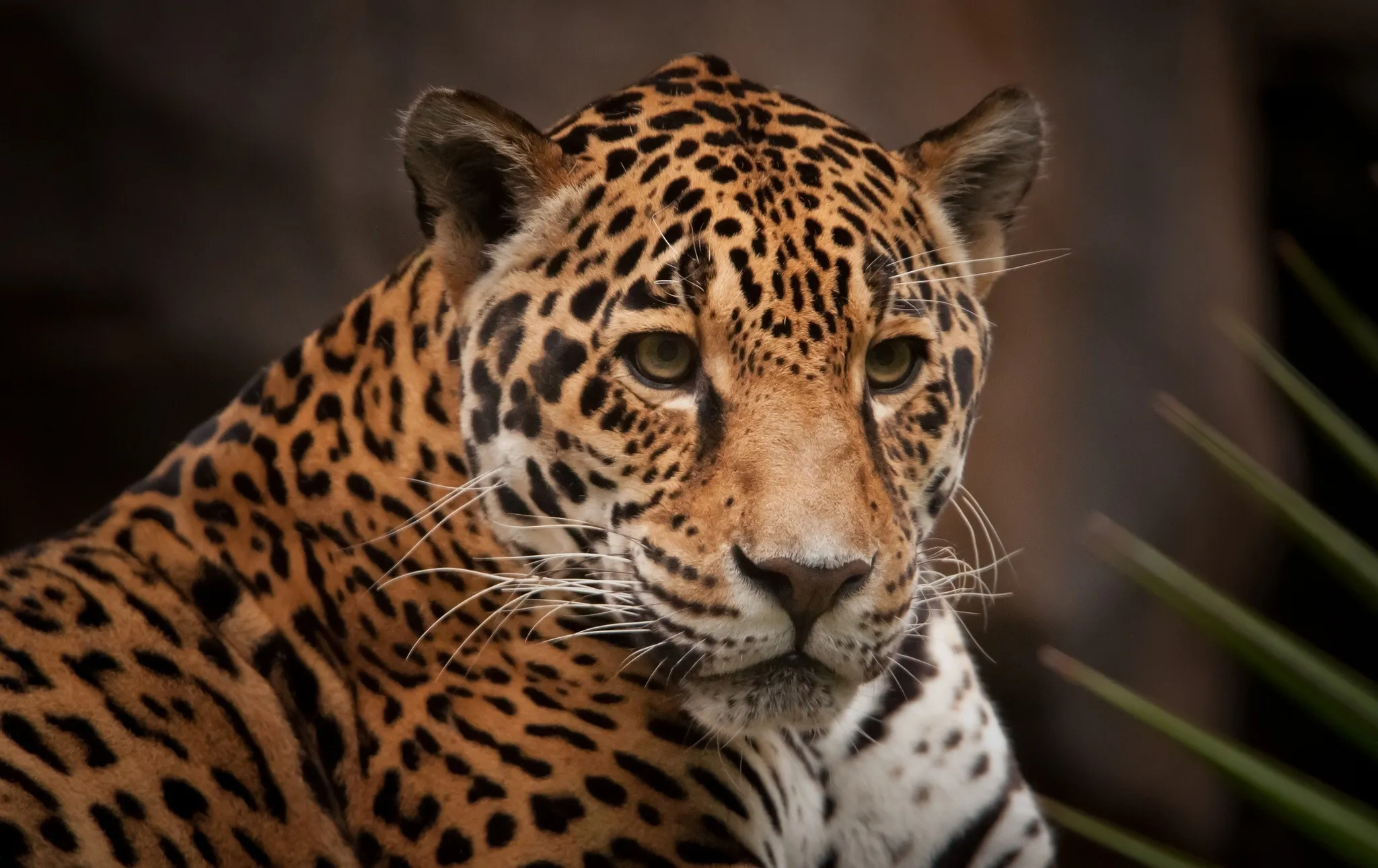 Stunning Wallpaper of Leopard Looking Deeply HD Wallpaper