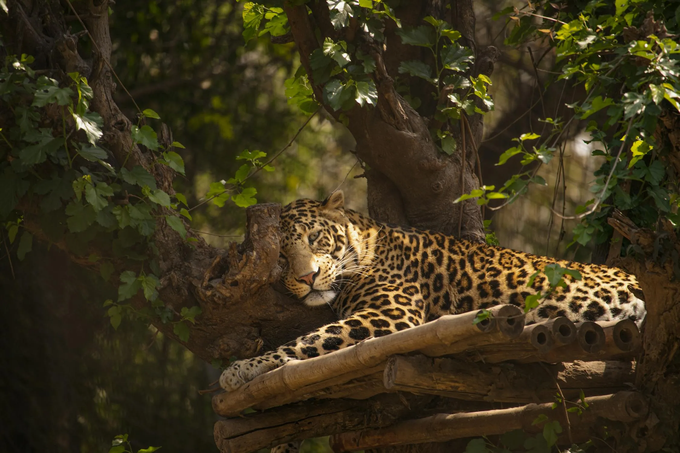 Stunning Wallpaper of Leopard Sitting in Tree in Zoo