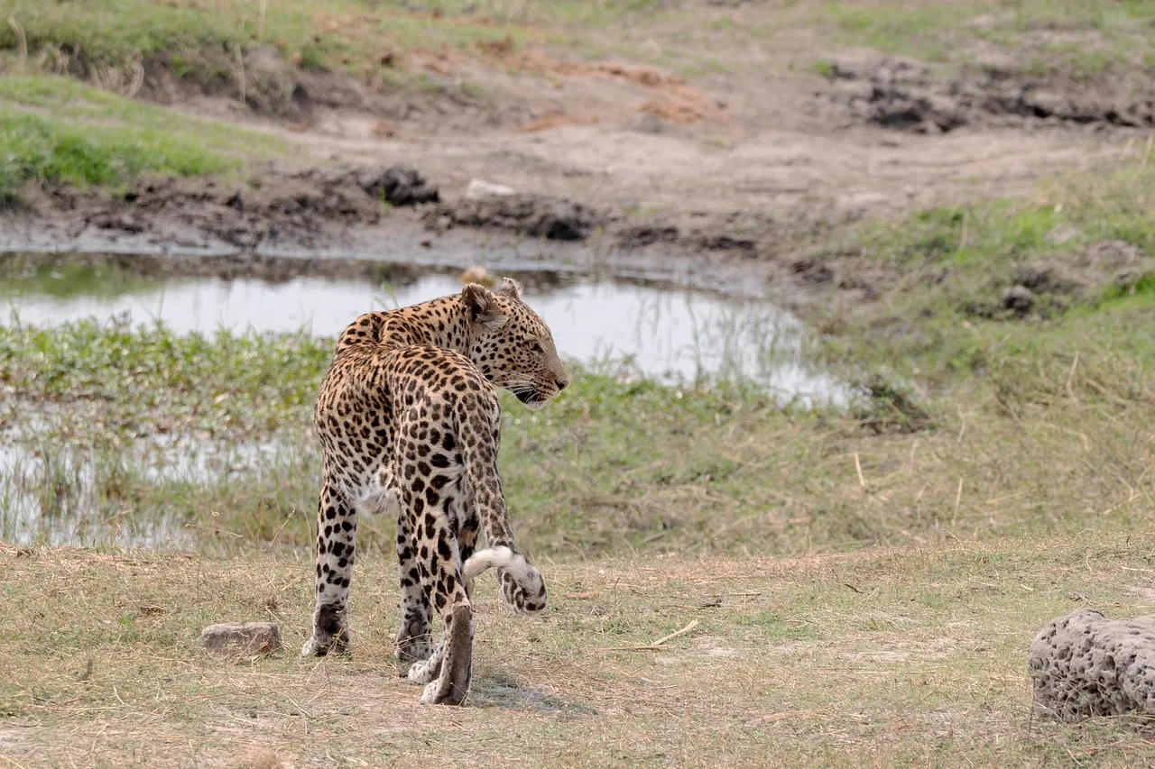 Stunning Wallpaper of Leopard Walking Near the Pond