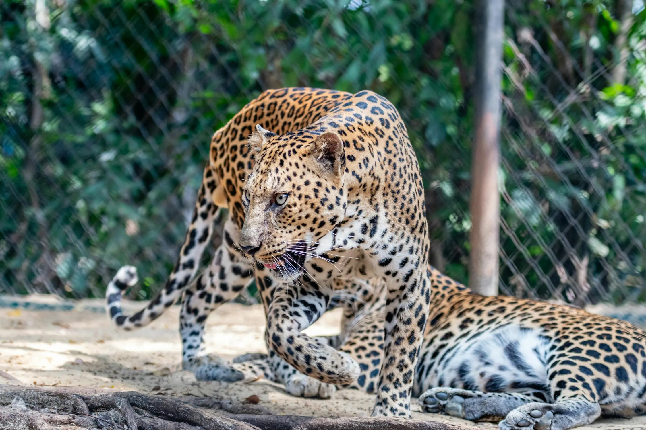 Stunning Wallpaper of Two Leopards Interacting in Captivity