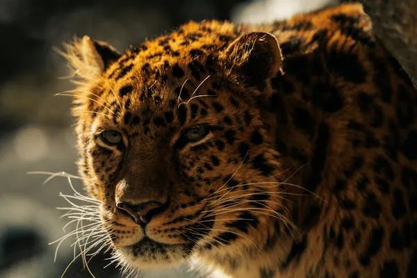 Sunlight Glowing on the Face of Leopard with Focused Eyes