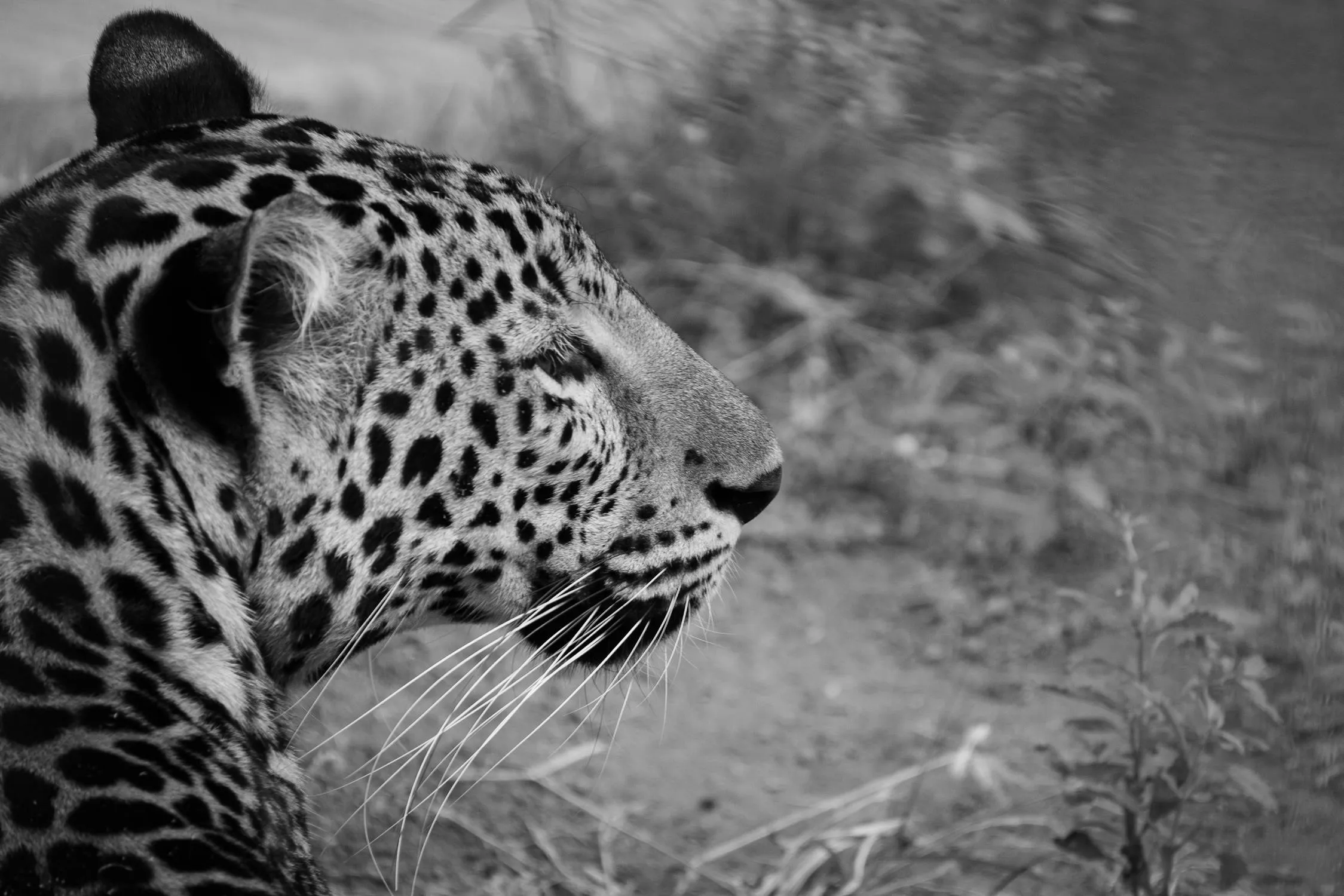 The Wildlife Art in Black and White of Leopard Wallpaper