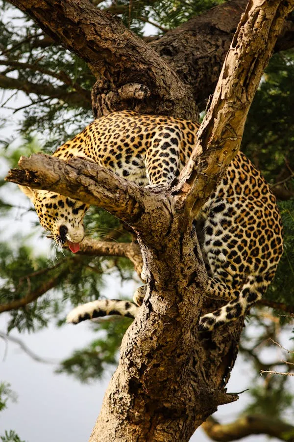 Leopard Is Climbing High Up in Tall Tree HD Wallpaper