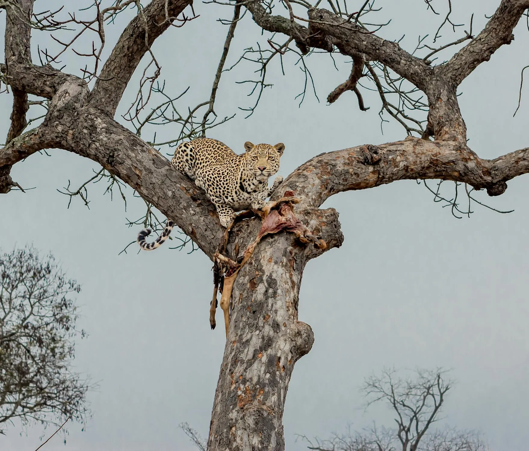 The Leopard Is Eating Raw Meat in the Top of Tree Wallpaper