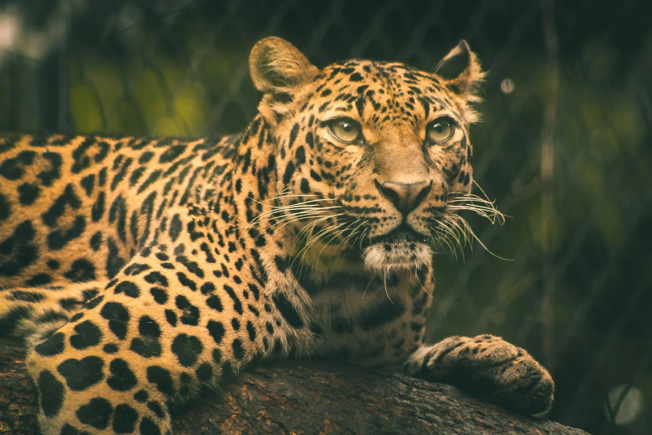 The Leopard Looking Up Stunning Wildlife Desktop Wallpaper