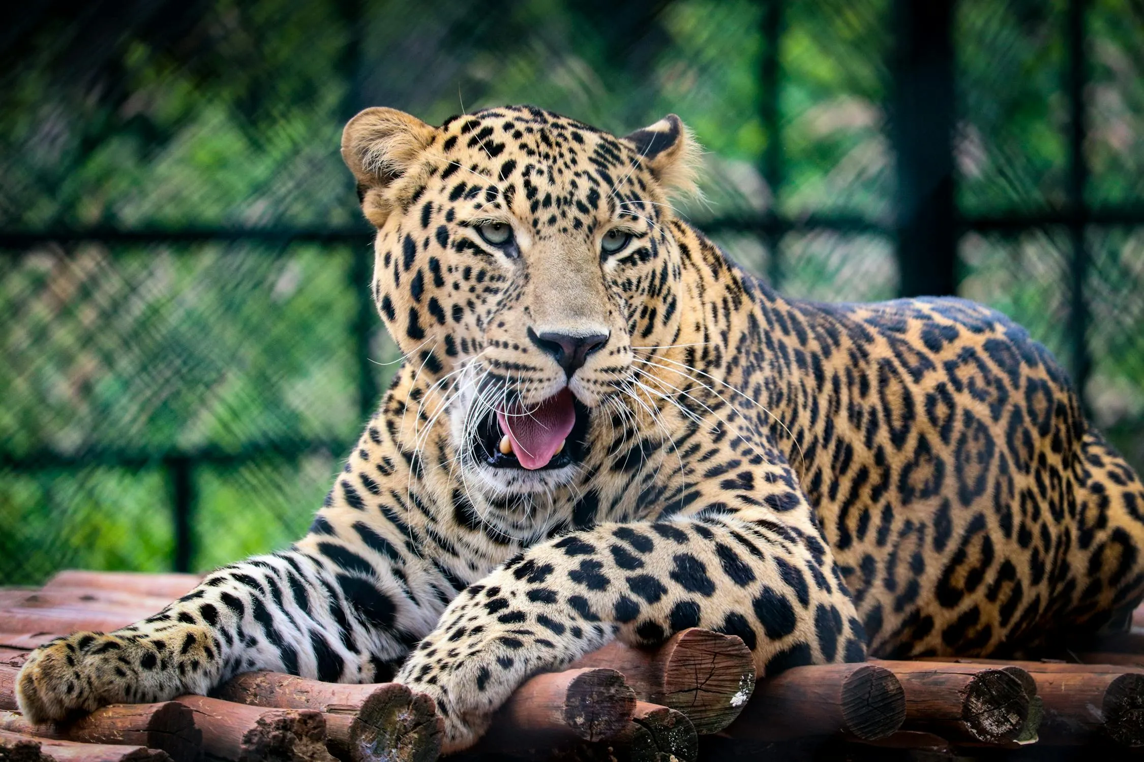 The Leopard Roars in its Natural Habitat Free Wallpaper