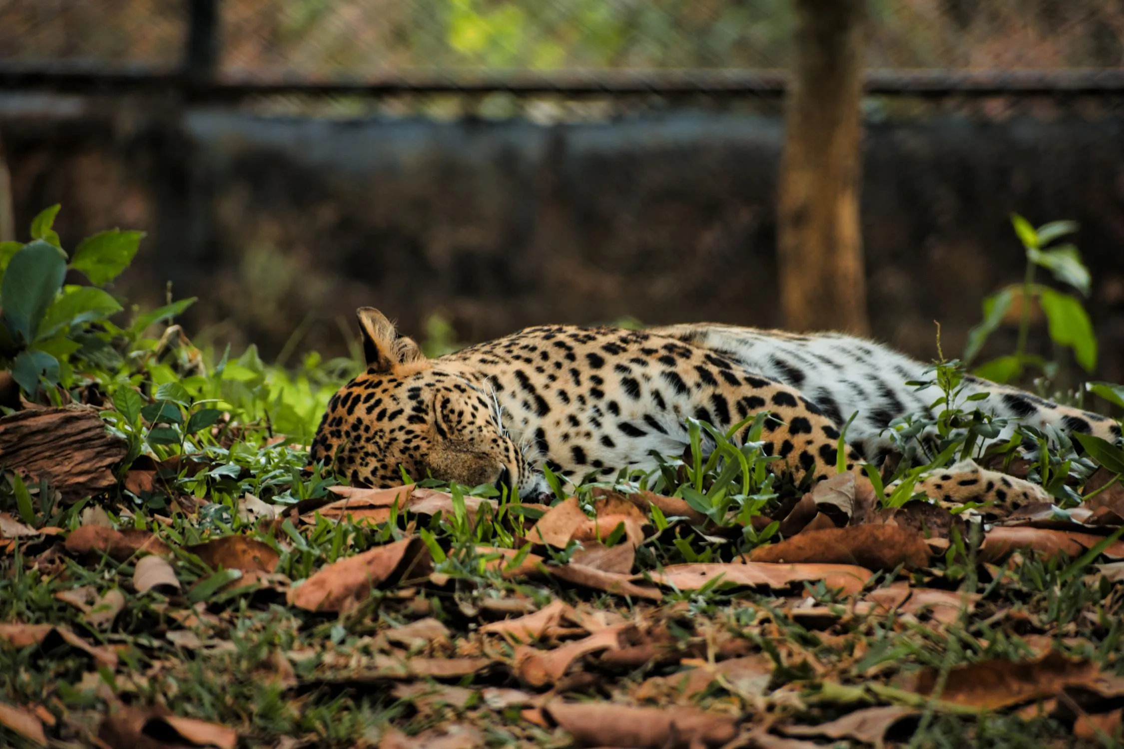 The Leopard Sleeping in the Forest Peacefully HD Wallpaper