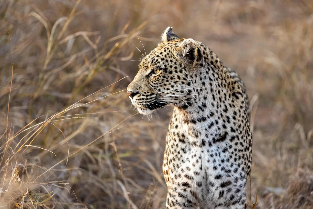 The Leopard Standing African Savannah Forest Wildlife Image