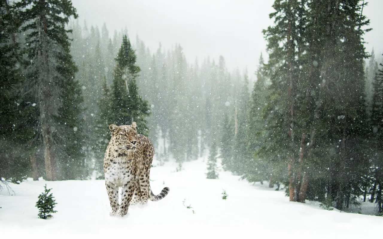 The Leopard Walking in the Jungle While Snow Falls Wallpaper