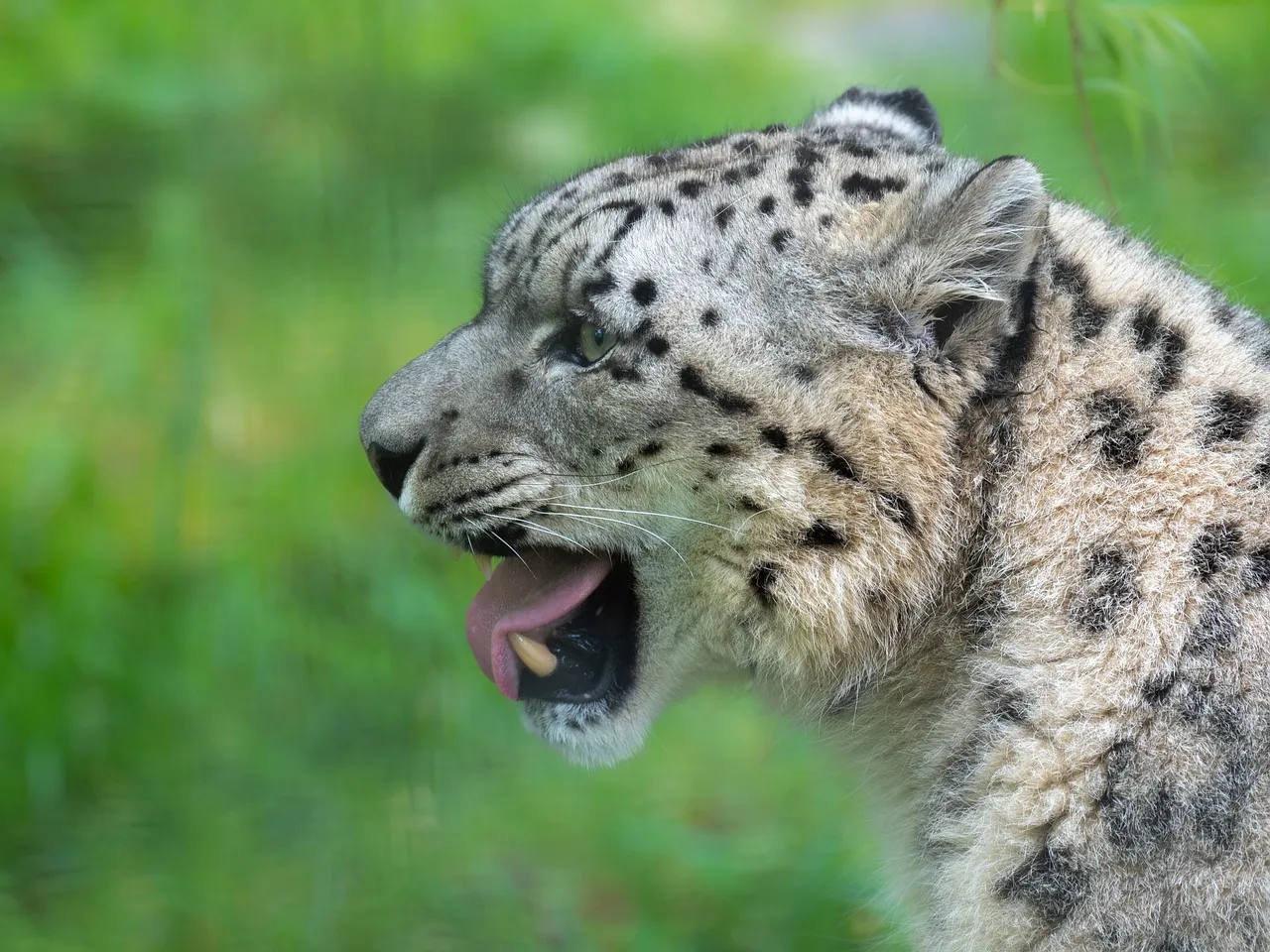 The Powerful Snow Leopard Yawning and Showing its Tongue