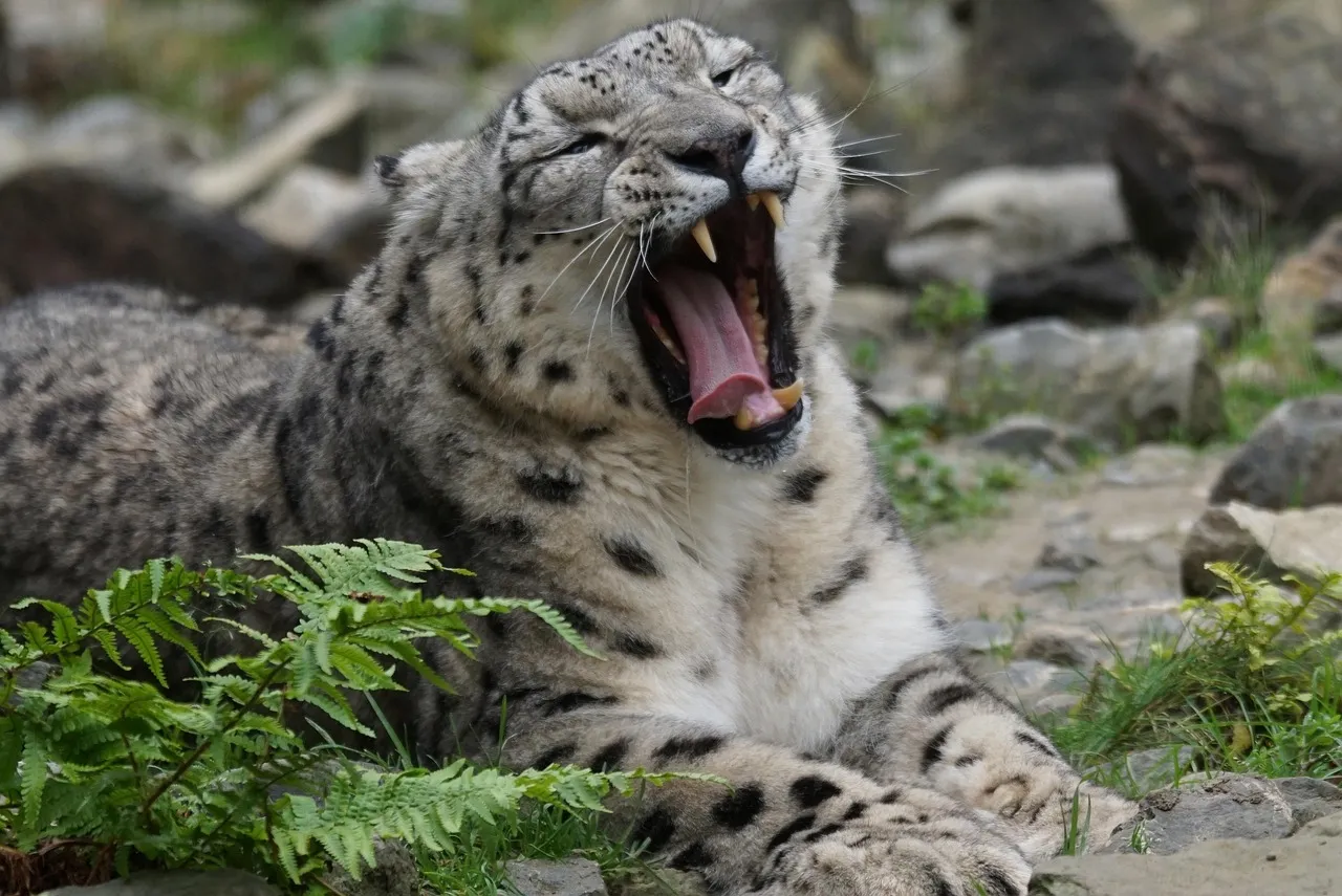 The Snow Leopard Yawning and Lying in Rocky Place HD Image