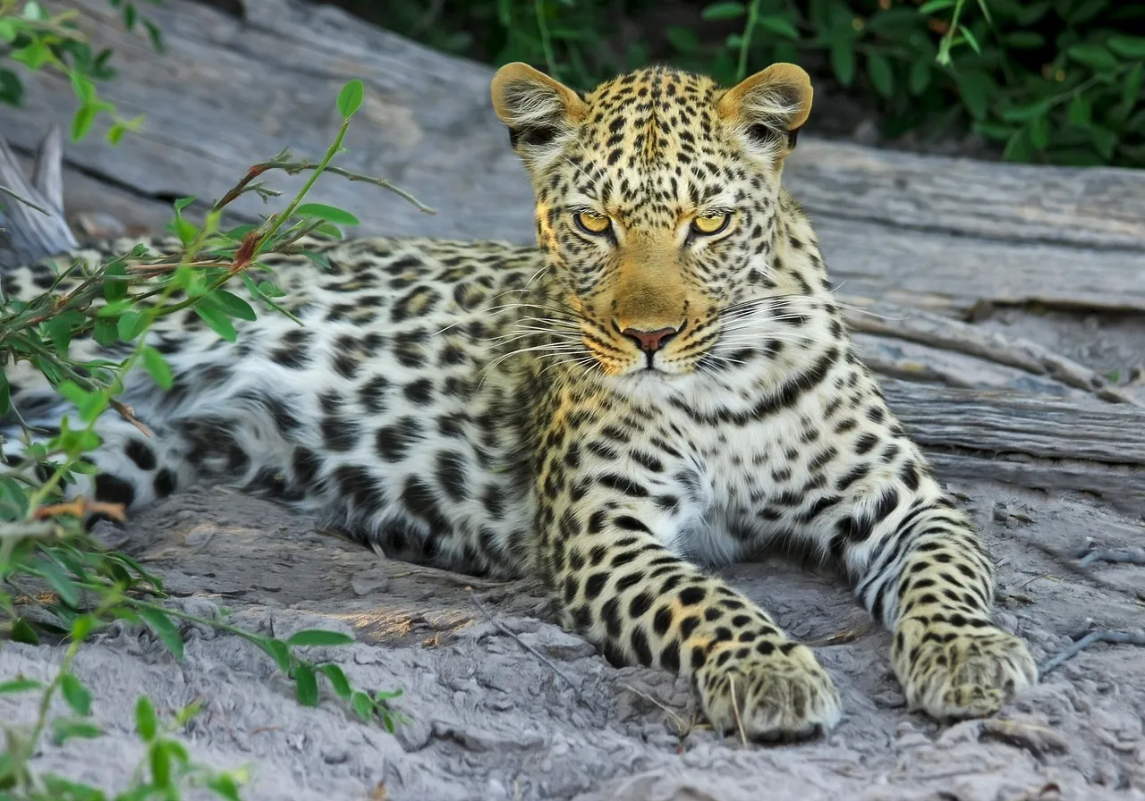 The Wild Predator Leopard Is Sitting on the Rock Wallpaper