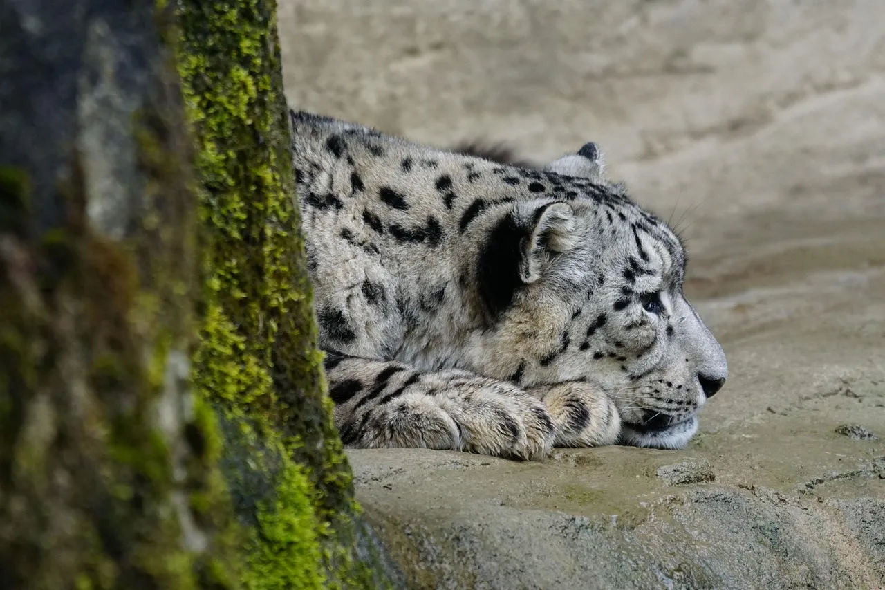 The Wild Predator Snow Leopard Sleeping on the Ground