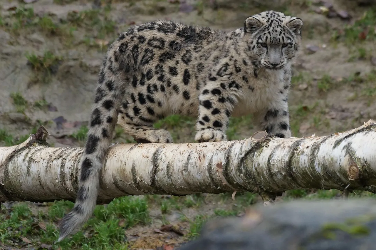 The Young Snow Leopard Was Walking on the Broken Wooden