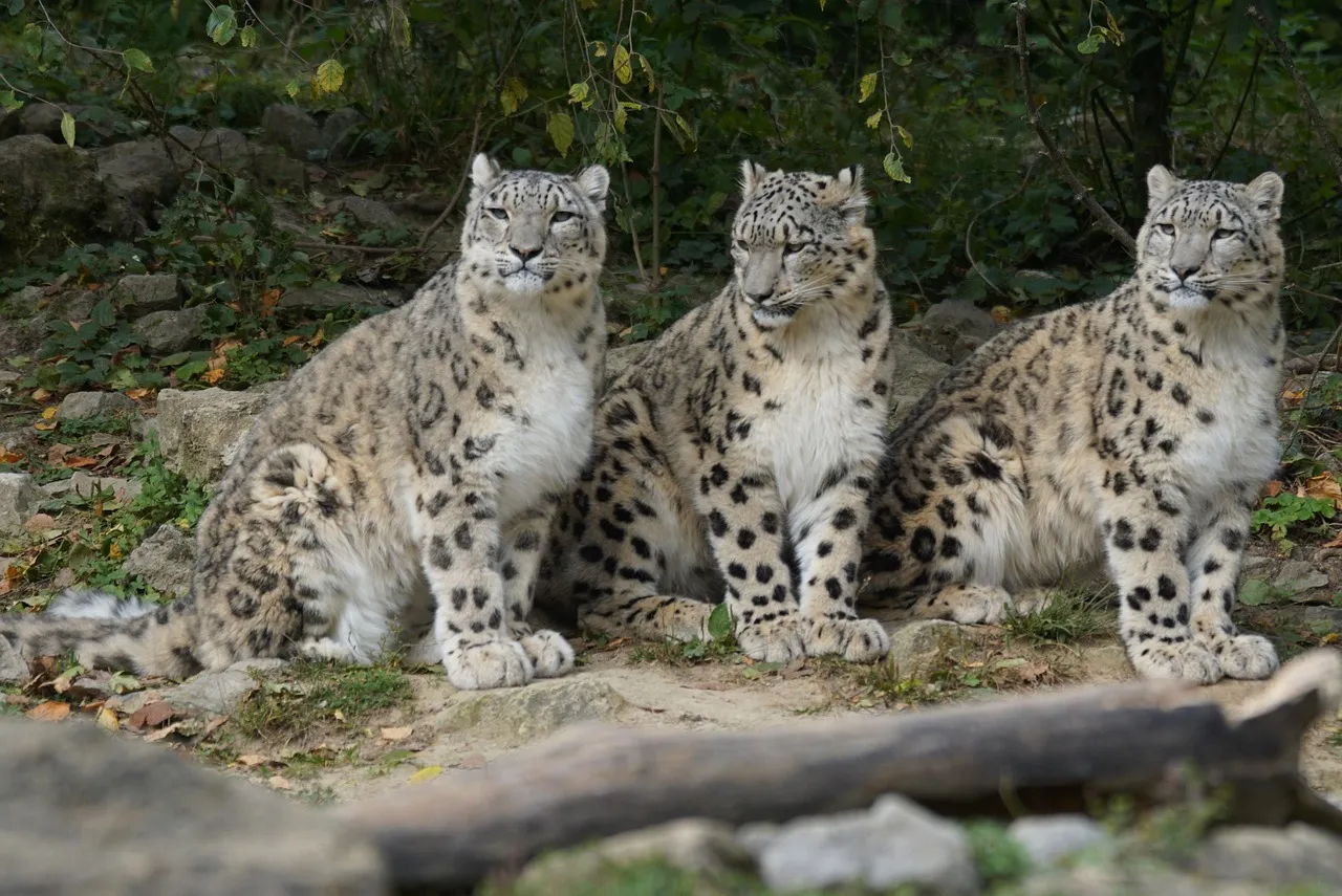 Three Big Cats Snow Leopard Sitting Casually in the Forest