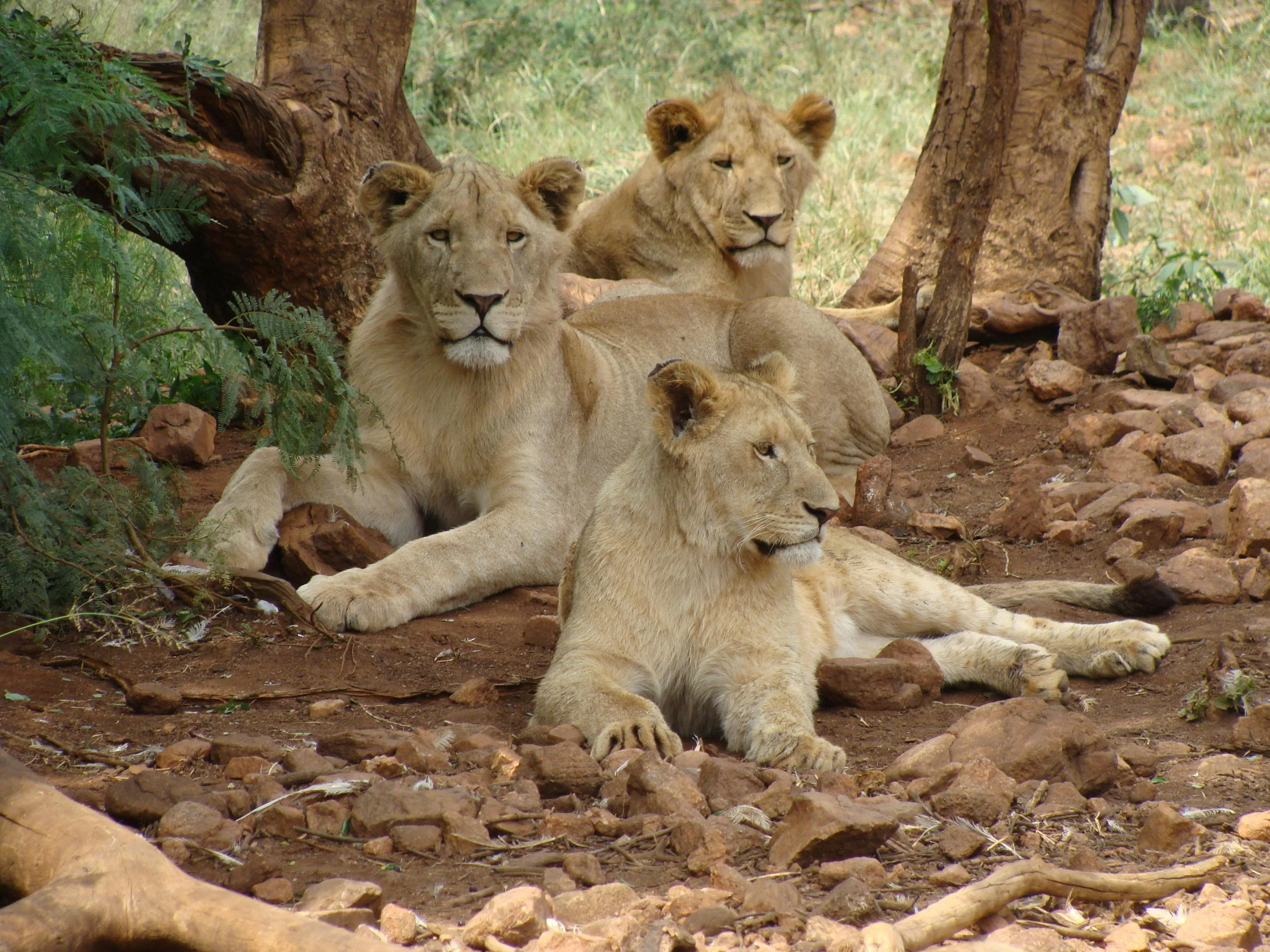 Three Lionesses Lying Down Under the Tree Peacefully Image