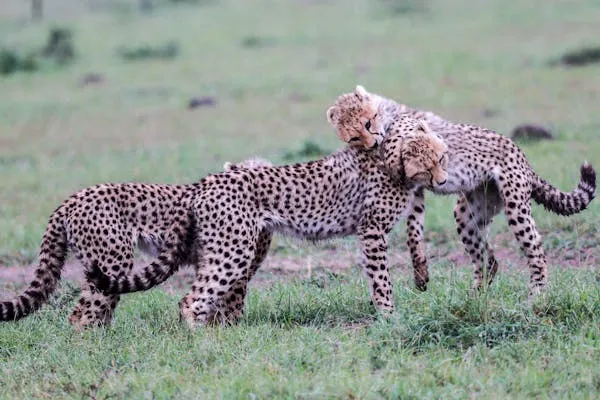 Three Playful Cheetah Cubs Enjoying Time Together on Grass