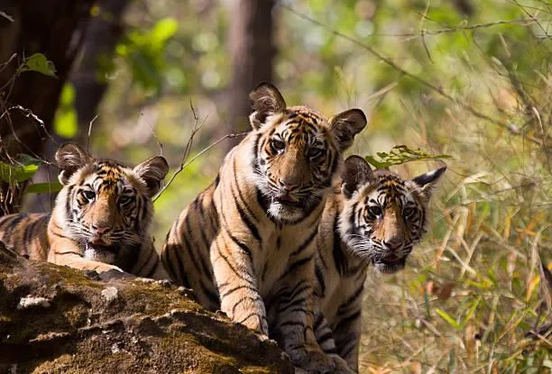Three Tiger In Forest With Cute Reaction Wildlife Wallpaper