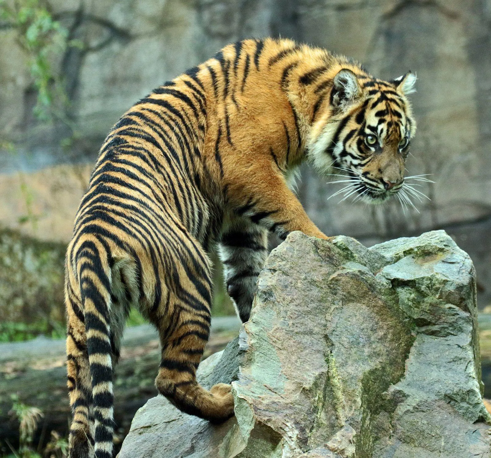 Tiger Climbing On A Rock HD Nature Wallpaper Free Download