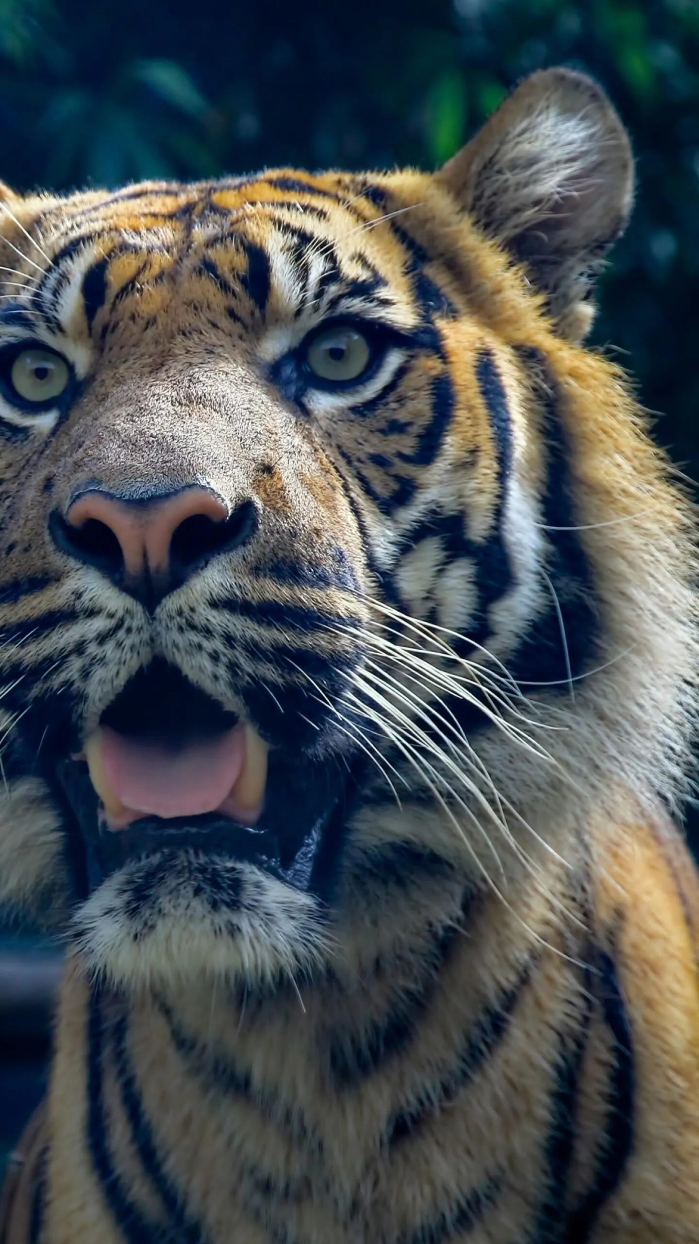 Tiger Close Up Look Intense Gaze Wildlife Wallpaper