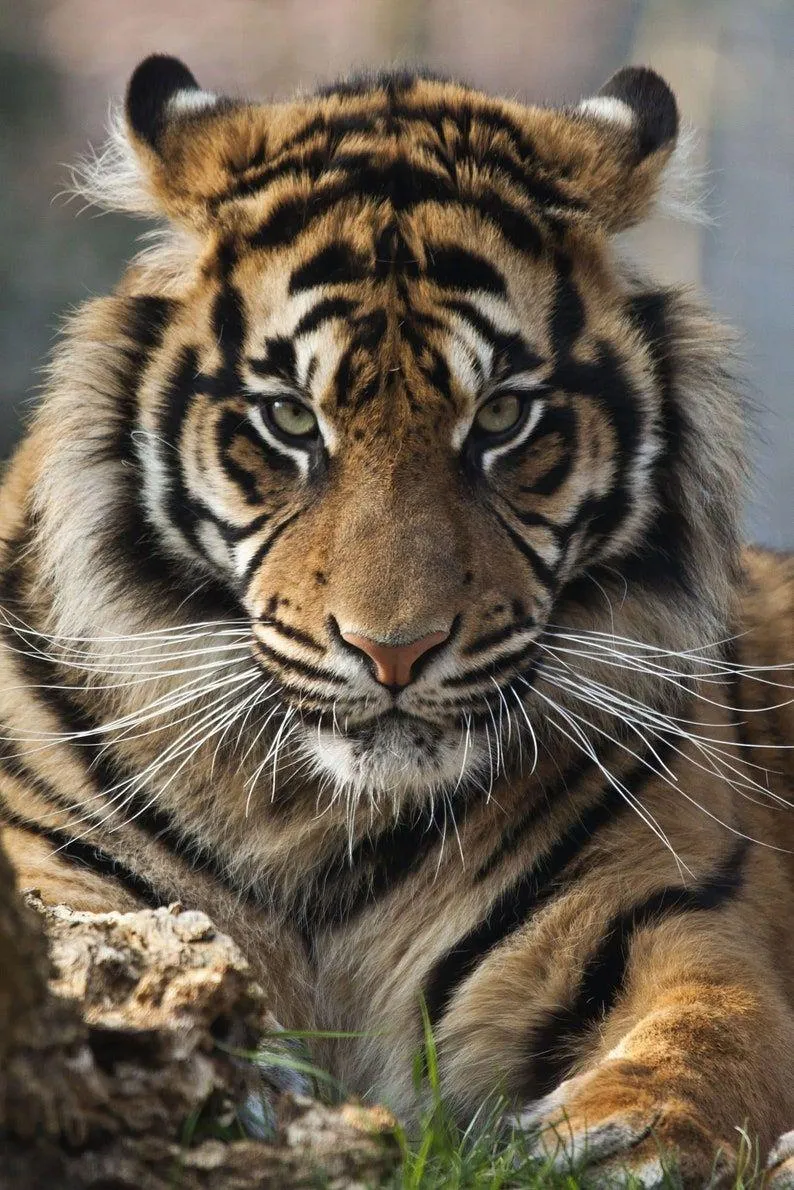 Tiger Close Up The Huge Predator Hd Nature Wallpaper