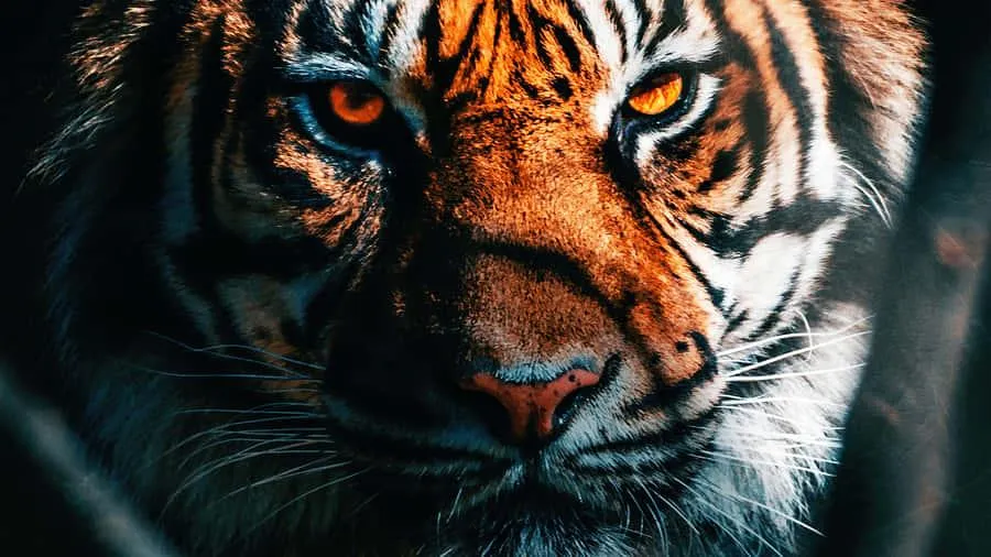 Tiger Close Up Wallpaper With Aggressive Eyes Free Image