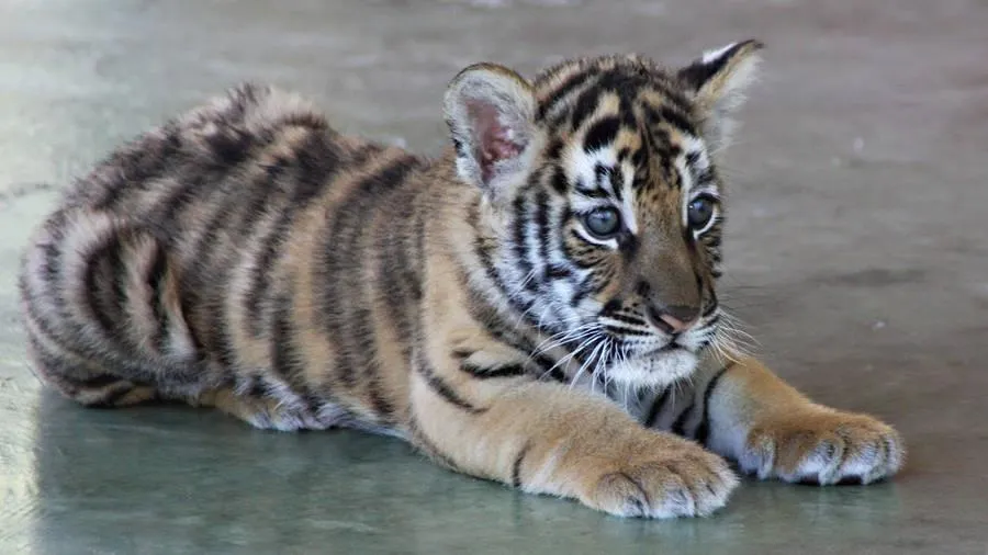 Tiger Cub Sitting On The Floor Cute Wildlife Wallpaper