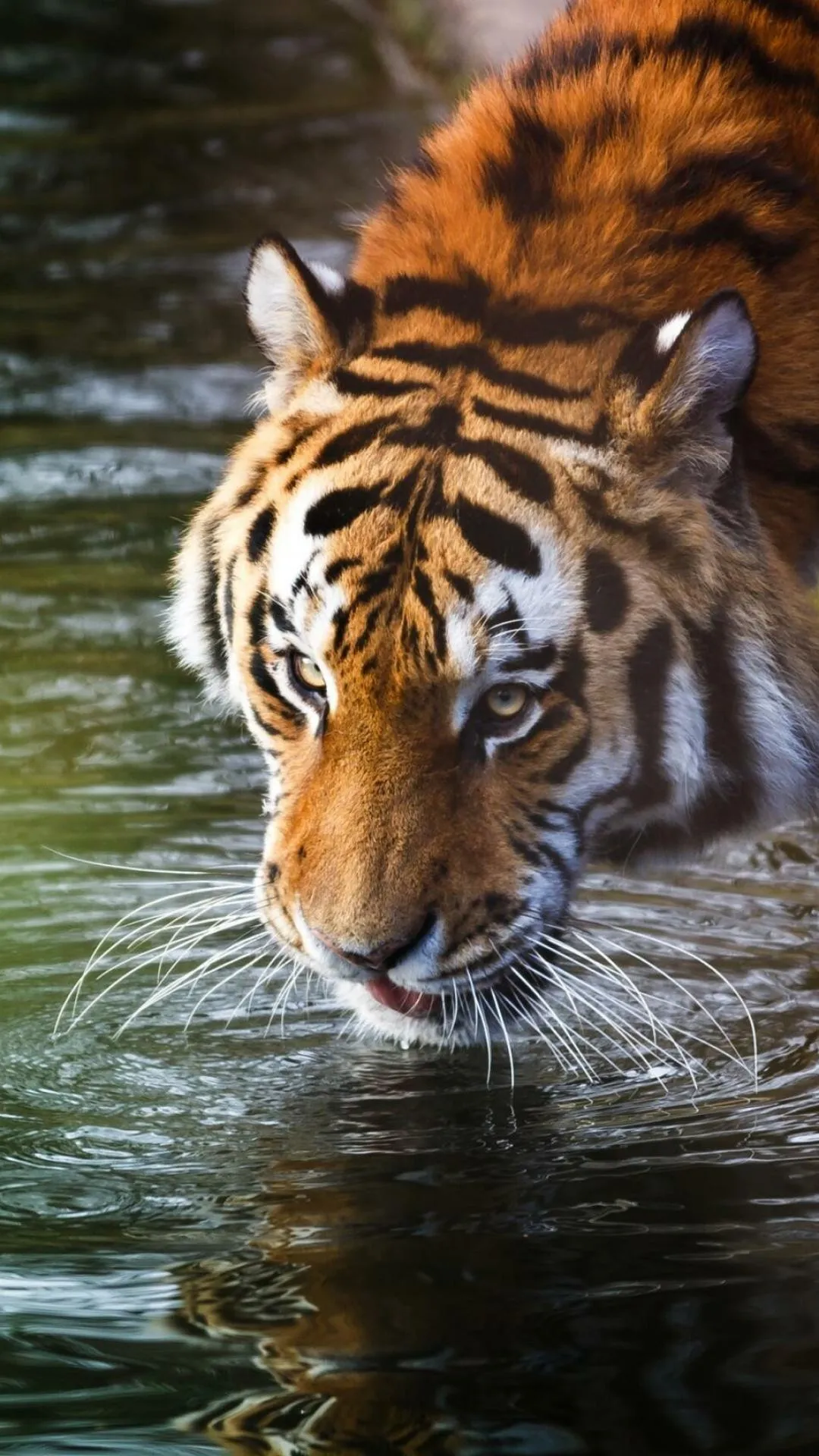 Tiger Drinks Water And Looks Intensely HD Nature Wallpaper