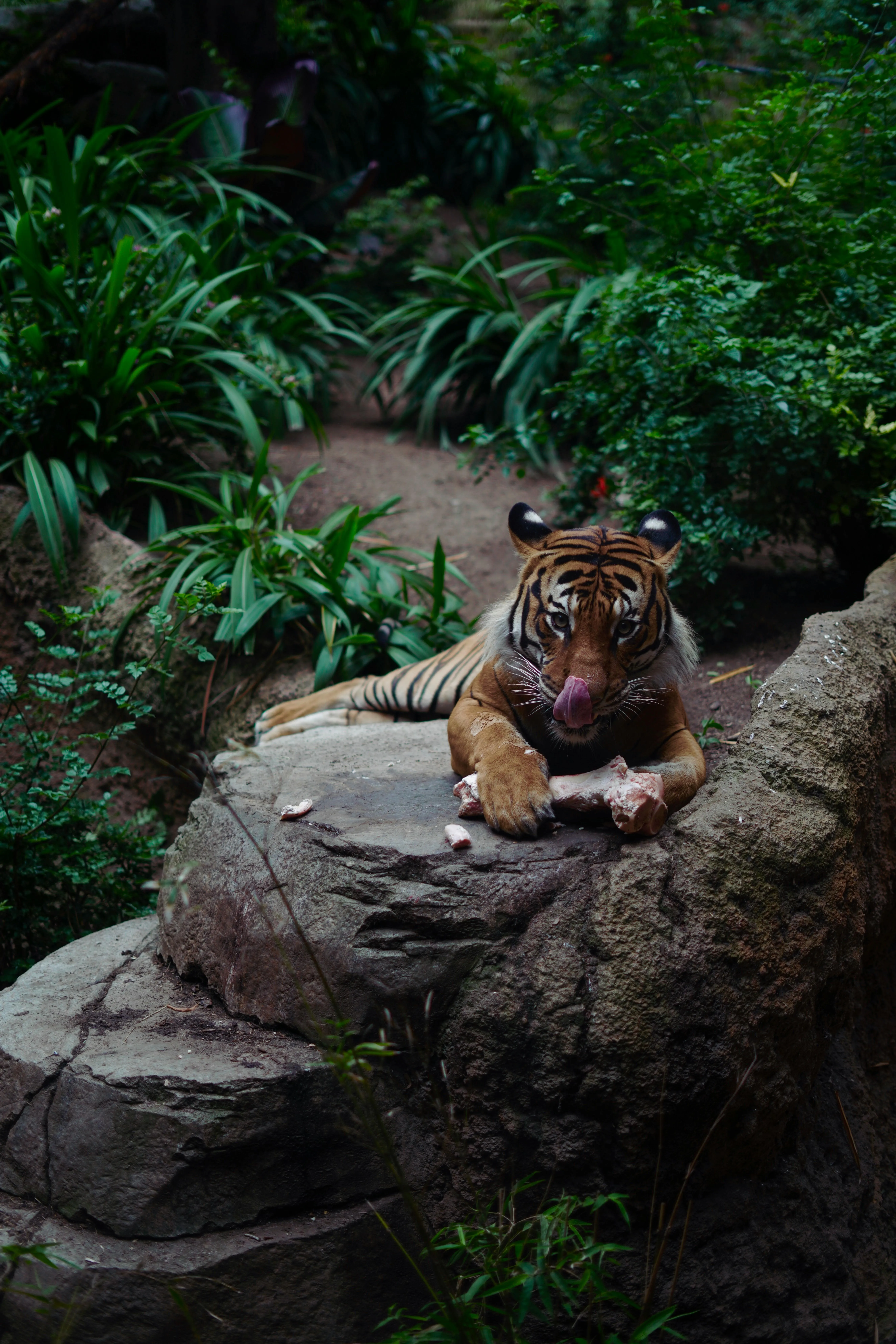 Tiger Eats A Bone In The Forest HD Wallpaper Free Download