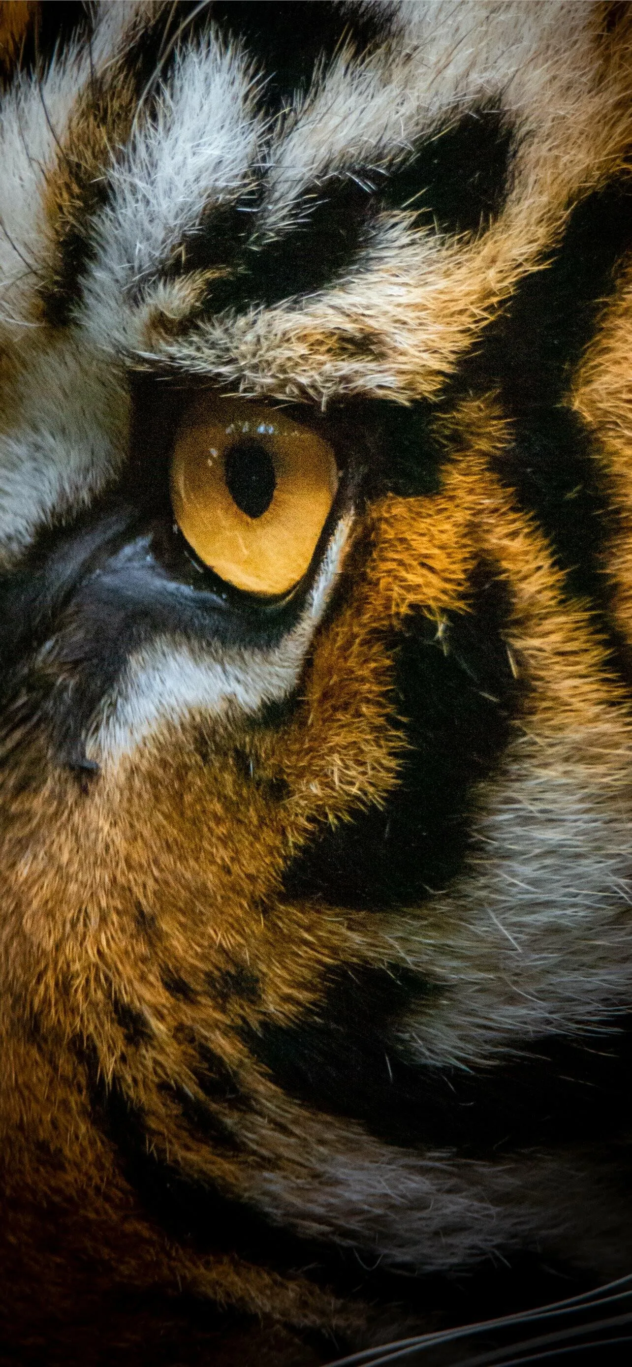 Tiger Eye Portrait HD Wallpaper Mobile Download For Free
