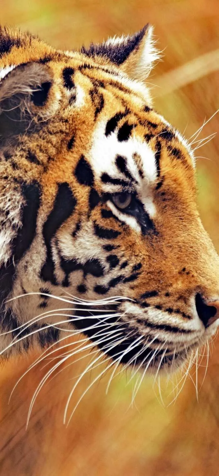 Tiger Face Close Up Mobile Wildlife Wallpaper Free Download