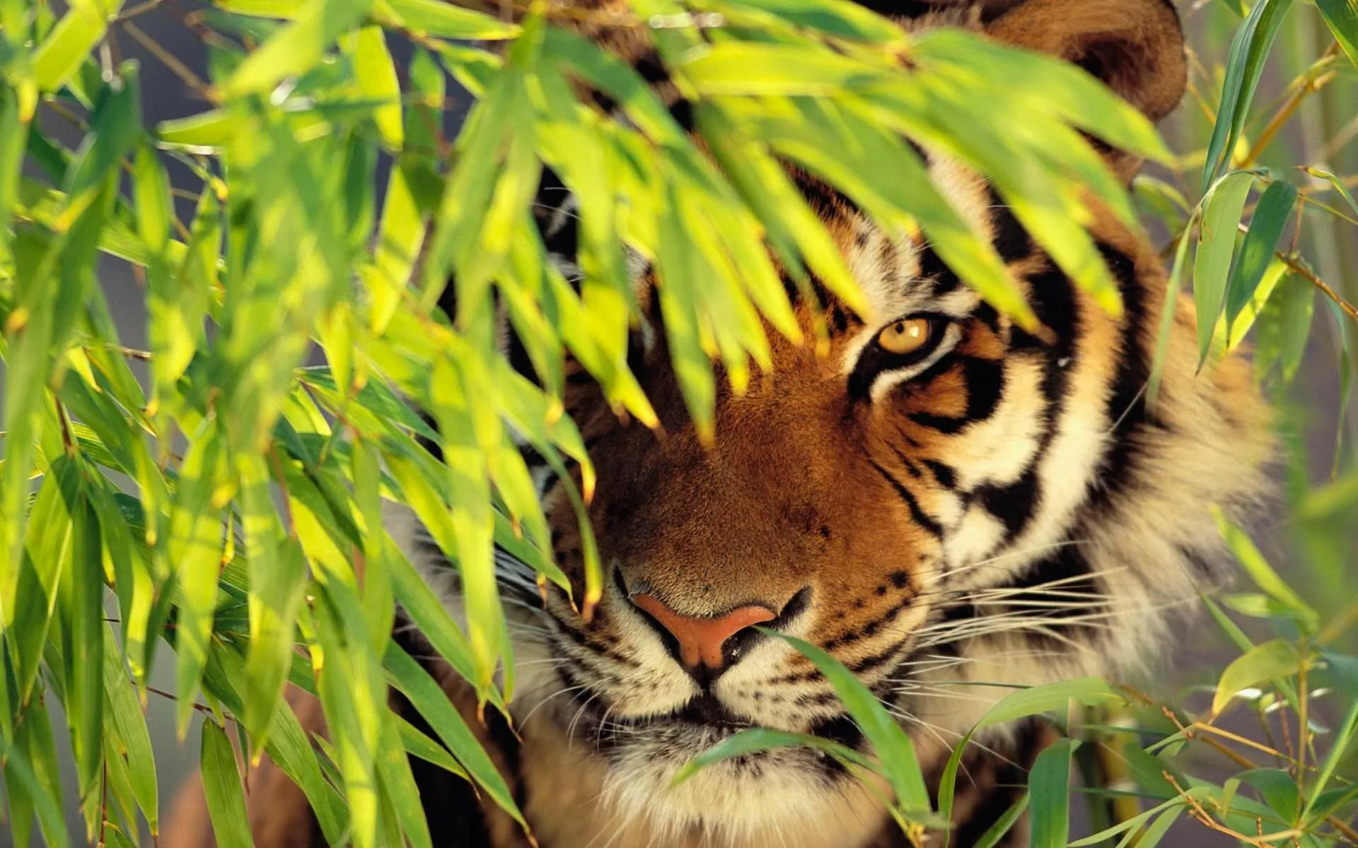Tiger Hides In The Forest For Attack Wild Animals Wallpaper