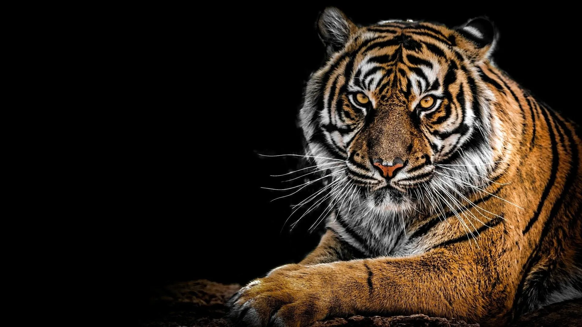 Tiger In Calm And Serious Mindset 4K Nature Wallpaper