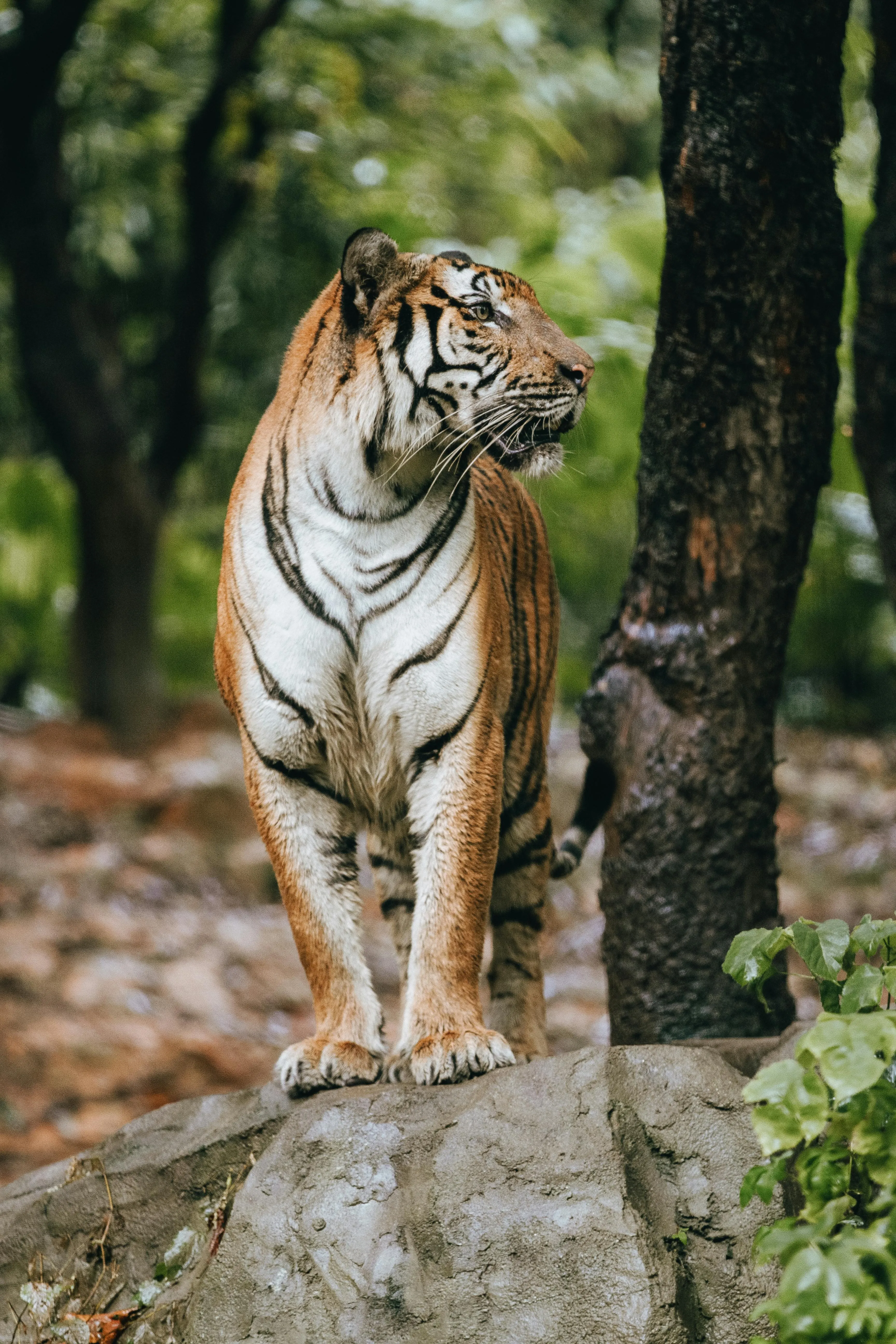 Tiger In Forest With Attacking Skills Wildlife Wallpaper