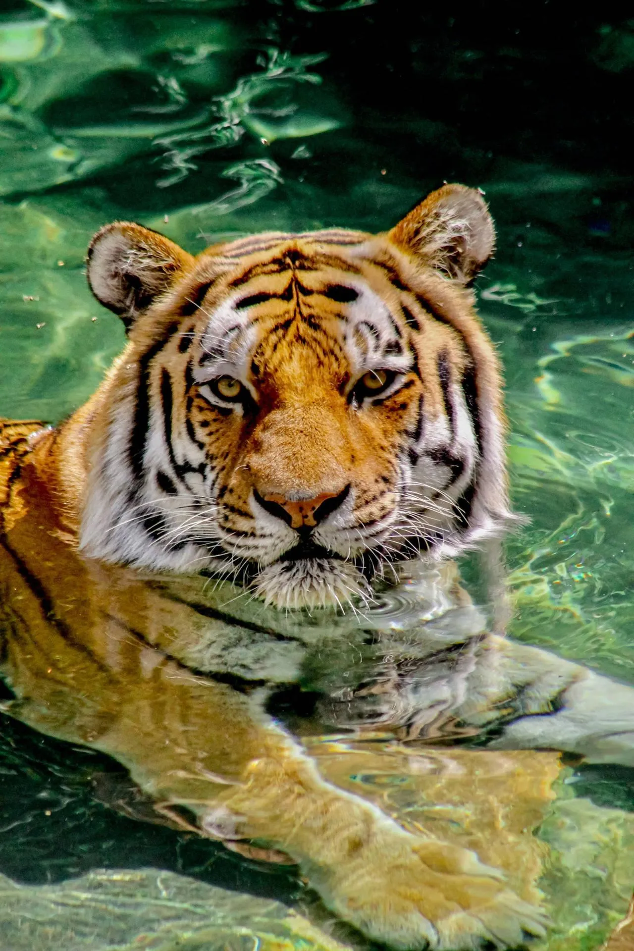 Tiger In Water Beautiful Still Wildlife Wallpaper For Free