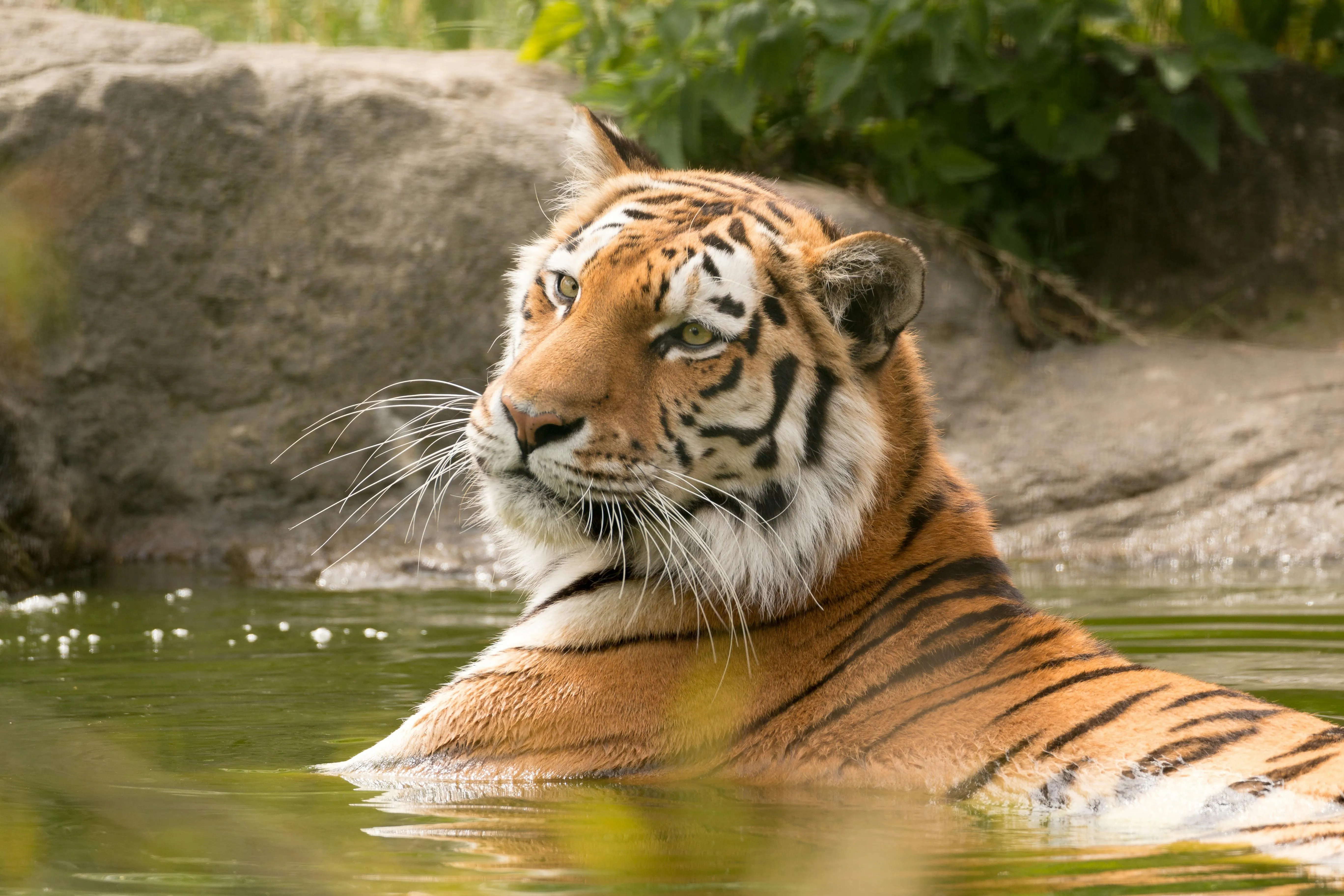 Tiger In Water Calm And Resting Wildlife Photography Images