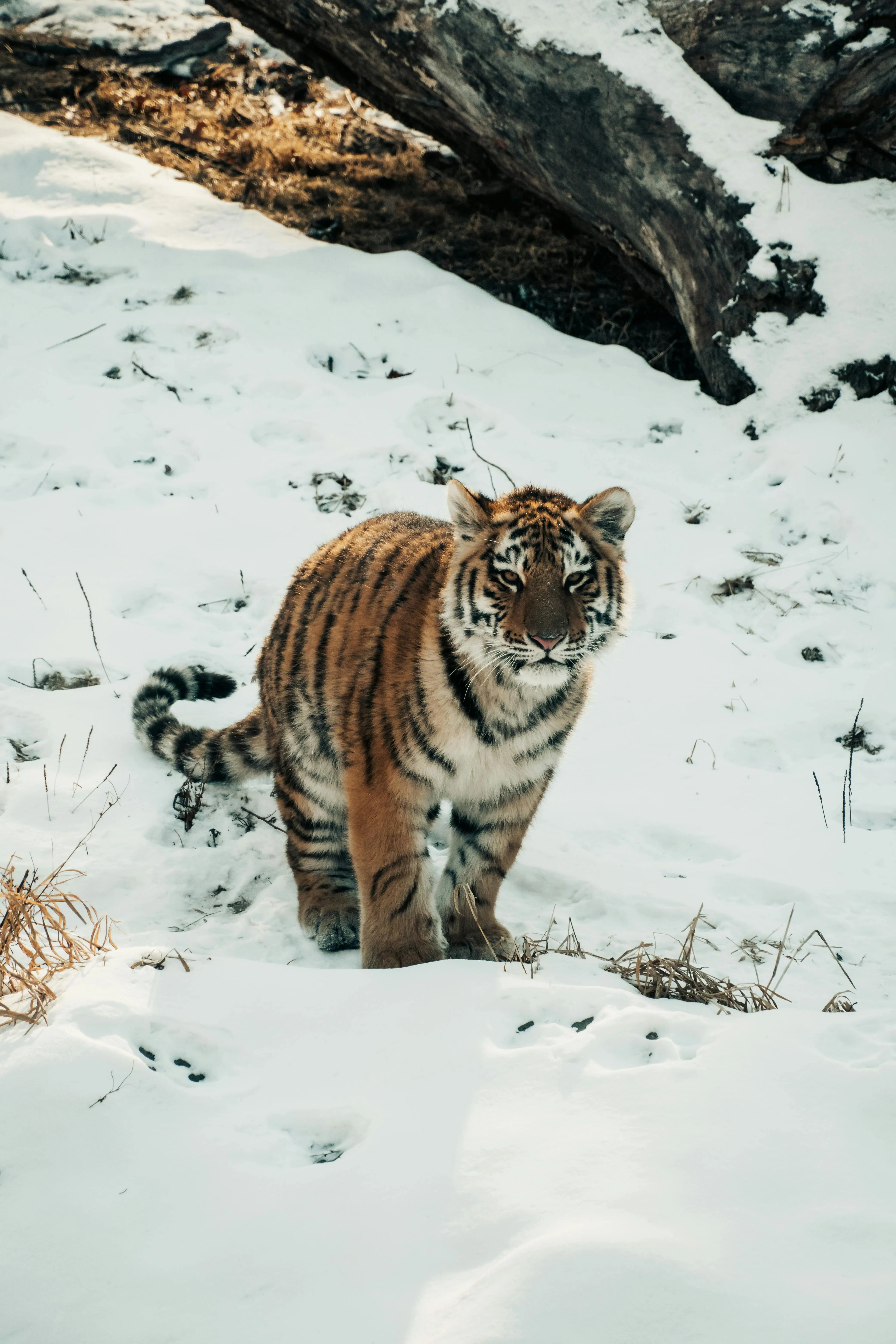 Tiger Looking Intensely In Snow Nature HD Free Wallpaper